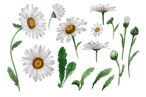 Beautiful Flower White Daisy Png Watercolor Set Graphic By Mystocks