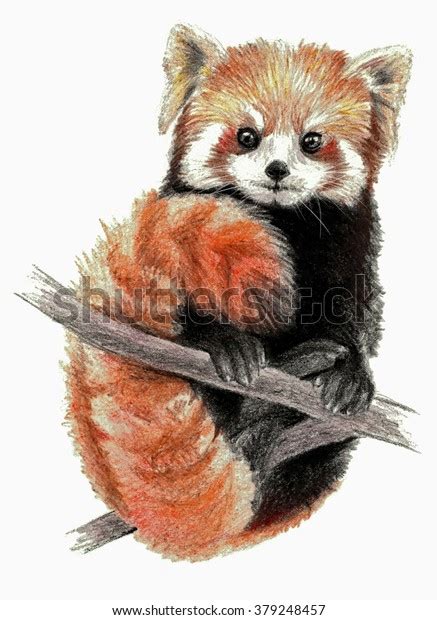 Red Panda Isolated On White Background Stock Illustration 379248457