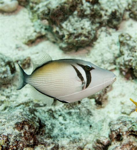 Lei Trigerfish Sufflamen Bursa Kona Island Of Hawaii Hawaii