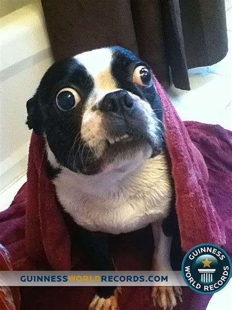A Boston Terrier From Texas Holds The Guinness World Record For Dog