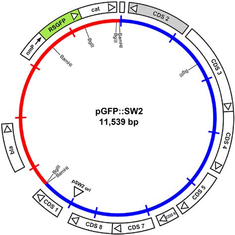 Map Of The Plasmid Vector Pgfpsw2 The Inner Circle Represents The