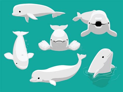 Whale Beluga Various Poses Cartoon Cute Vector Stock Vector