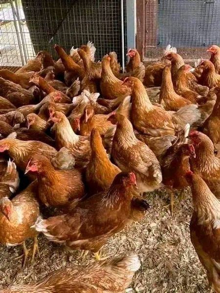 Step By Step Manual Guide When Venturing Into Poultry Farming As An