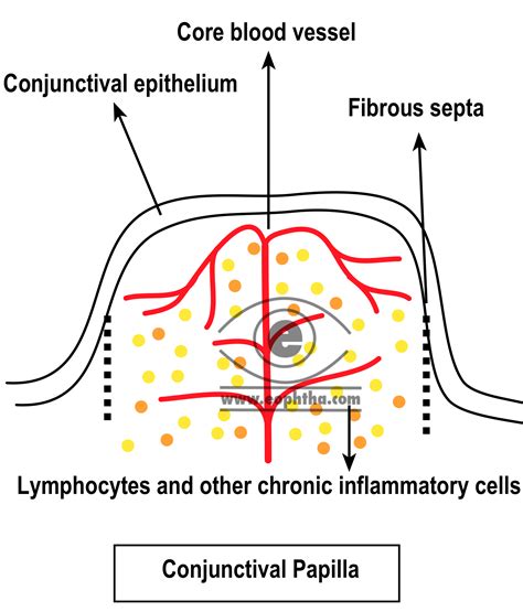 Anatomy Of Conjunctiva