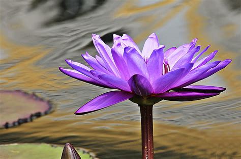 Royalty Free Photo Purple Water Lily Flower In Closeup Photo Pickpik