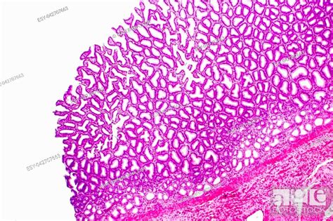 Histology Of Human Stomach Fundic Region Light Micrograph Isolated