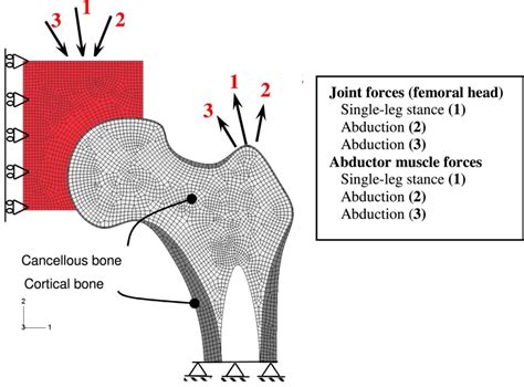 Fe Of The Proximal Femur And Boundary Conditions Download Scientific
