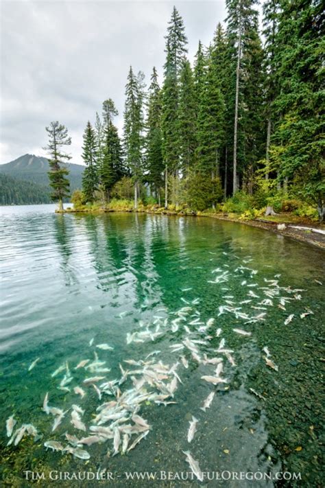 I sent a note to the odfw with a report and have heard they do have fish traps out for them, but i think the lake. odell-lake-kokanee-spawning-oregon-casade-102214-2589 ...
