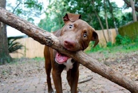 If These Dogs Carrying Big Sticks Believe In Themselves Then So Should