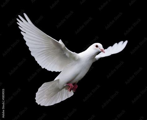 White Dove In Flight 7 Stock Foto Adobe Stock