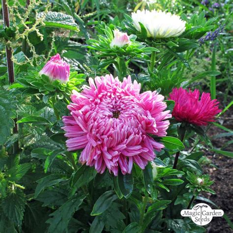 China Aster Callistephus Chinensis Organic The Good To Know Seeds