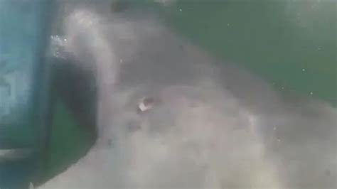 terrifying moment huge great white shark sinks teeth into cage as crew scream the us sun