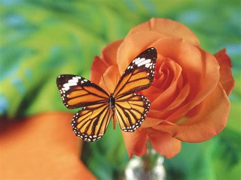 Beautiful Wallpapers For Desktop Beautiful Hd Butterfly