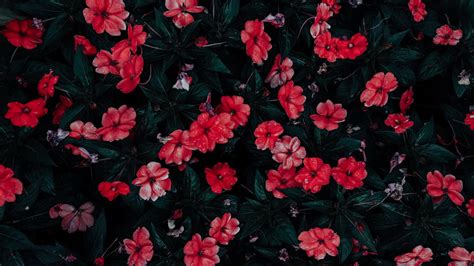Download Wallpaper 1366x768 Flowers Drops Red Bloom