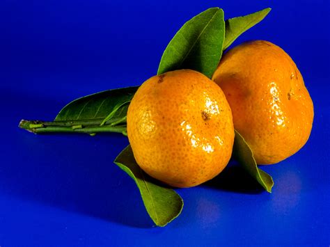 Free Images Flower Food Produce Yellow Tangerine Clementine
