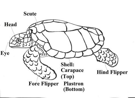 Parts Of A Sea Turtle