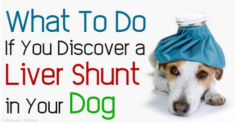 Liver Shunts In Dogs