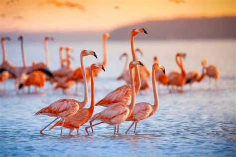 What Is A Group of Flamingos Called? Plus, Other Interesting Facts