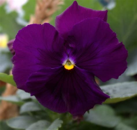 Parks Brothers Greenhouses Pansies Purple Pansy Greenhouse