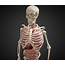 3D Model Animated Human Body Anatomy  CGTrader