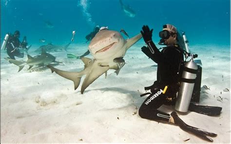 A Shark Gives Diver High Five Eli Martinez Was Interacting With The