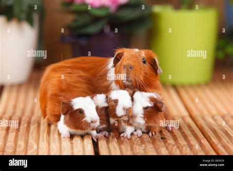 English Guinea Pig With Youngs English Crested Guinea Pig Red White