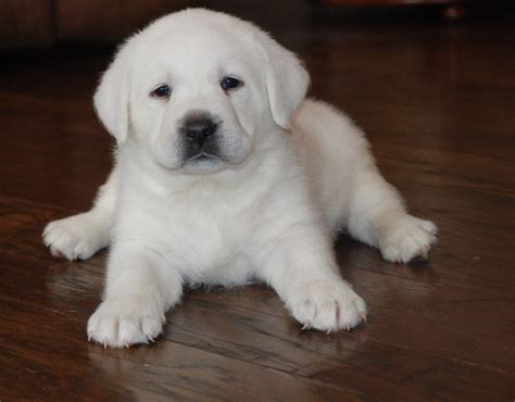 Pin On White Labrador Puppies