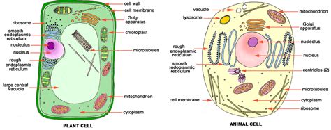 Interactive Plant And Animal Cell