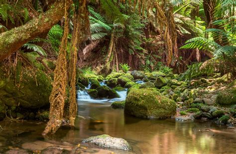 A Rainforest Stream In Northern Tasmania Oc 2048x1344 Landscape