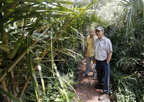 Thousands Of Palm Trees Are Dying From A New Disease Tampa Is ‘ground