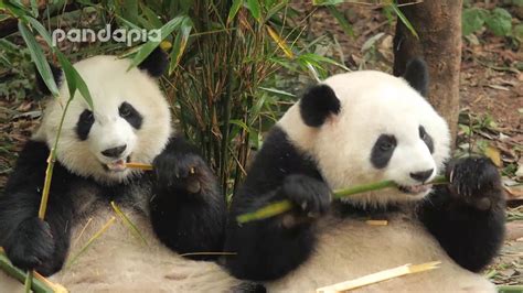 Panda Mei Lun And Mei Huan Eats Bamboo Youtube