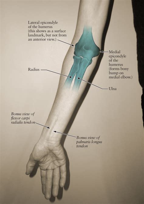 Human Anatomy For The Artist The Elbow Joint Part 1 Anterior View