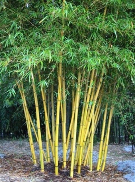 50 Fargesia Fungosa Seeds Yellow Cold Hardy Clumping Bamboo Comment