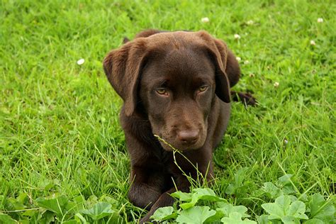 Click here to view dogs in north carolina for adoption. chocolate lab puppy adoption - DriverLayer Search Engine