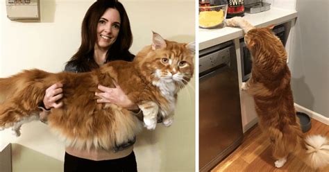 ¡conocé A Omar El Gato Más Grande Del Mundo Diario De Cuyo