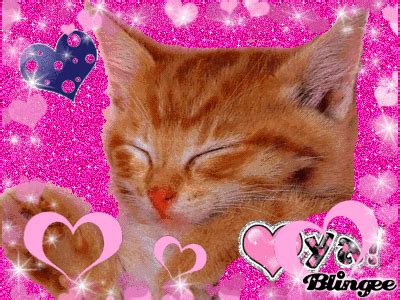 Ils sont vraiment trop mignons tous les deux, vous ne trouvez pas ? Chat mignon Picture #121302192 | Blingee.com