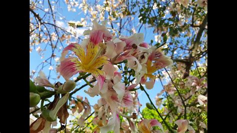 Ceiba Flora Nativa De Argentina Toborochi Palo Borracho Samohú