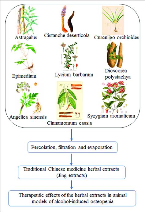 Traditional Chinese Medicine Herbal Extracts Jing Extracts And Download Scientific Diagram