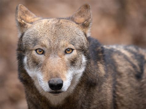 Nc Red Wolves Red Wolf Education North Carolina Wildlife Federation