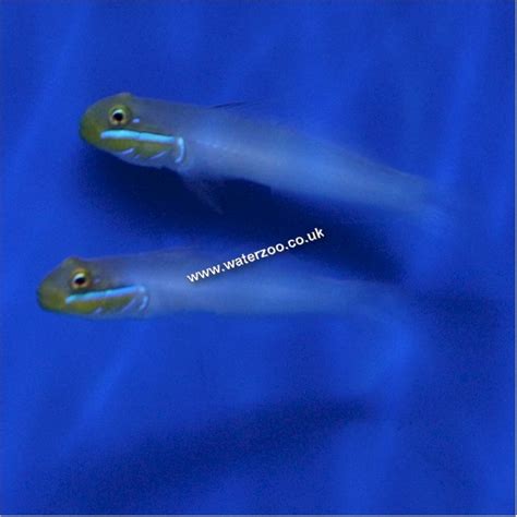 Blue Cheek Goby The Waterzoo Tropical Fish Marine Fish And Aquariums