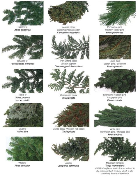 Types Of Evergreen Trees Types Of Evergreen Trees Types Of Pine