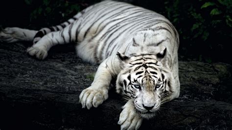 Top 100 Imagen Fondos De Pantalla De Tigres Thptnganamst Edu Vn
