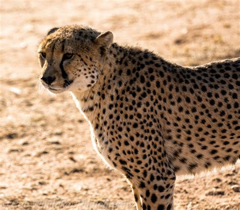 Wild Cheetah | Photo of a wild cheetah taken a Cheetah ...