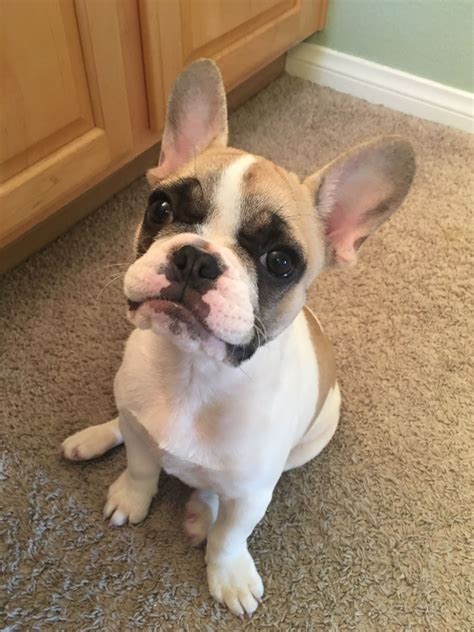 47 How Many Puppies Can French Bulldog Have Image Bleumoonproductions