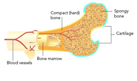 Spongy And Compact Bone Diagram Compact And Spongy Bone Bonecompact