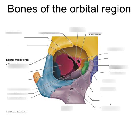 Bones Of Orbital Region Diagram Quizlet
