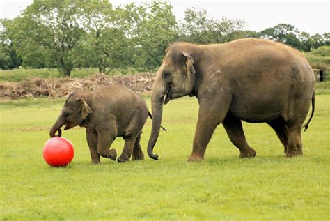 Baby Elephant Plays With Football At Whipsnade Zoo