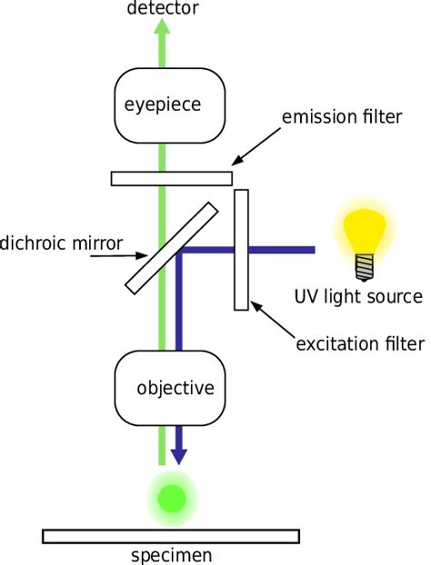 Fluorescence Microscope Diagram