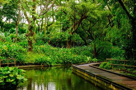 Lush Tropical Green Jungle Stock Image Image Of River 63250697