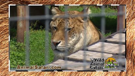 Wild Animal Safari Get Your Wildlife On Strafford Youtube
